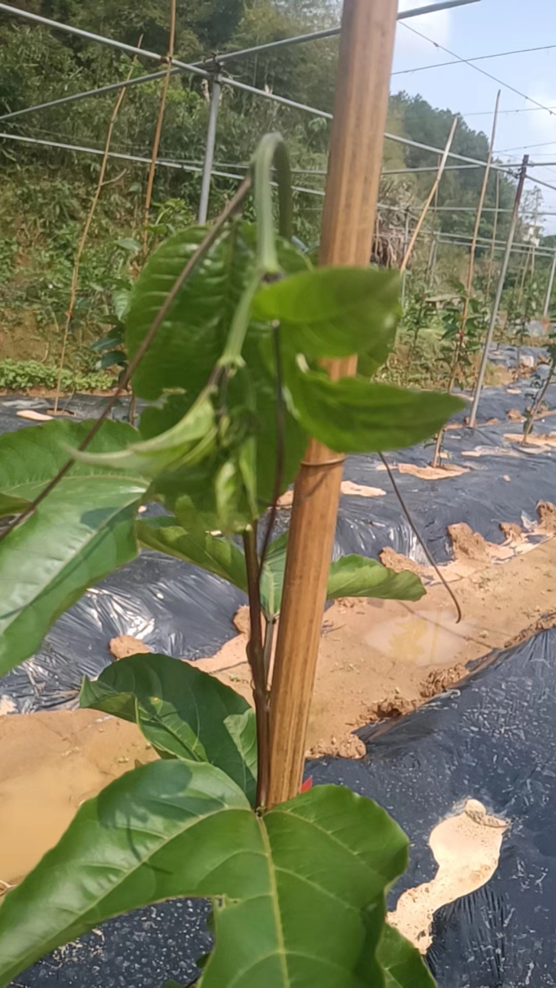 百香果芽头垂下来了